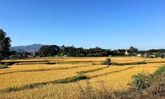Rice fields ready for harvest